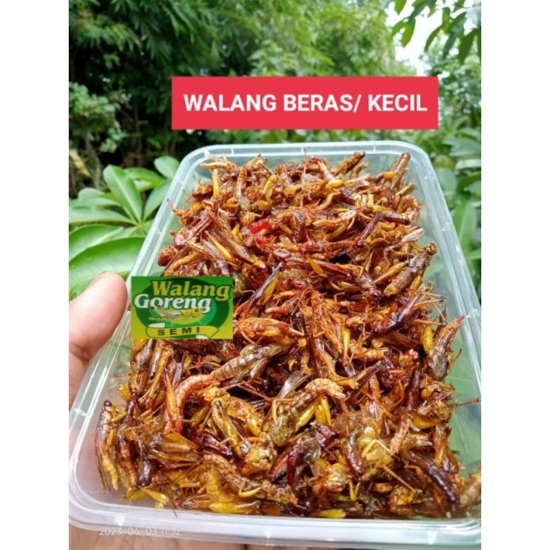 

Belalang kecil-kecil/walang beras/padi pesan baru no Setok isi lebih banyak keriyuk enak pedas manis,gurih