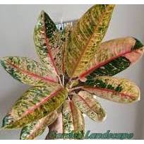 tanaman hias agalonema donacarmen mutasi / rumpun
