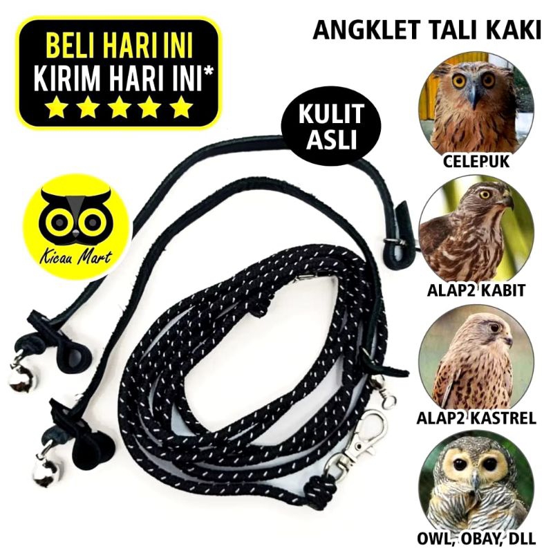 ANGKLET CELEPUK ( TALI BURUNG HANTU CELEPUK ) KABIT