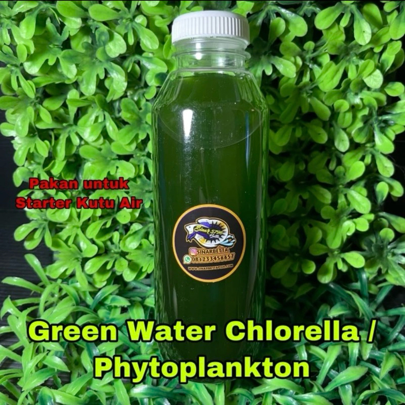 Air Hijau Green Water Chlorella Phytoplankton