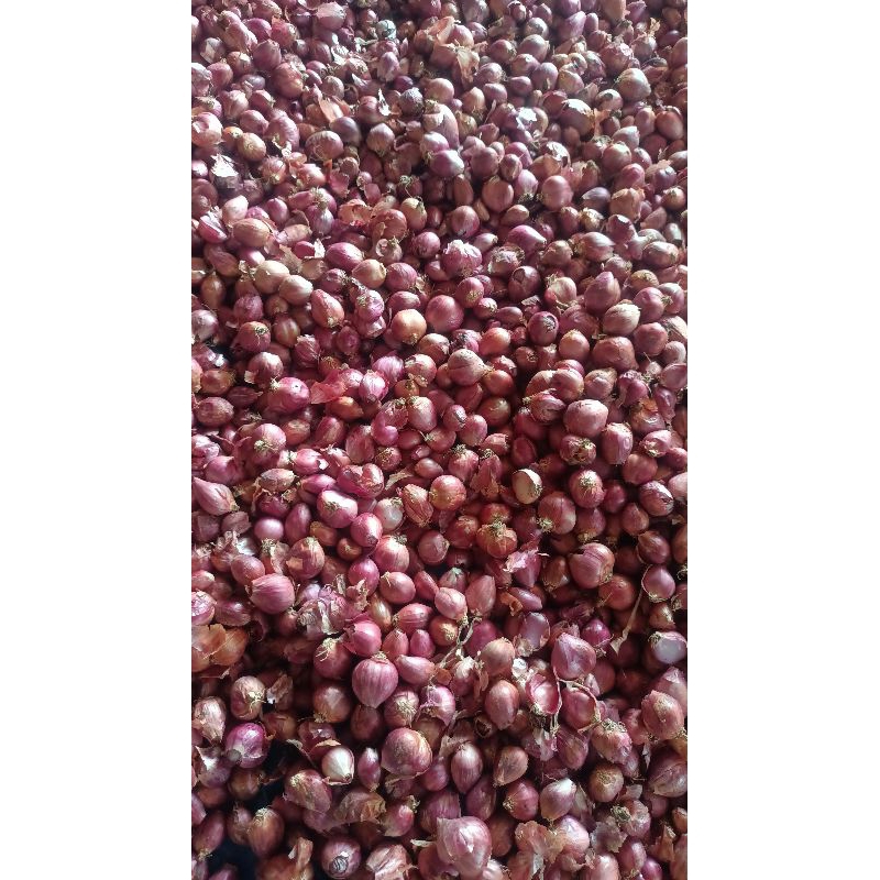 

bawang merah kemasan 1kg