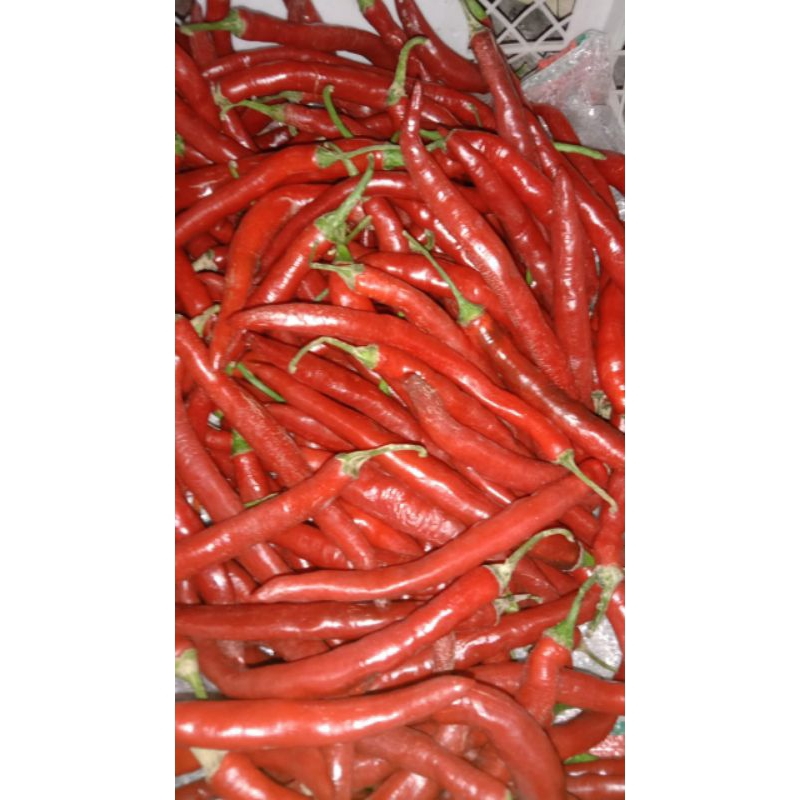 

Cabai merah besar fress 500 gr 1000 gr