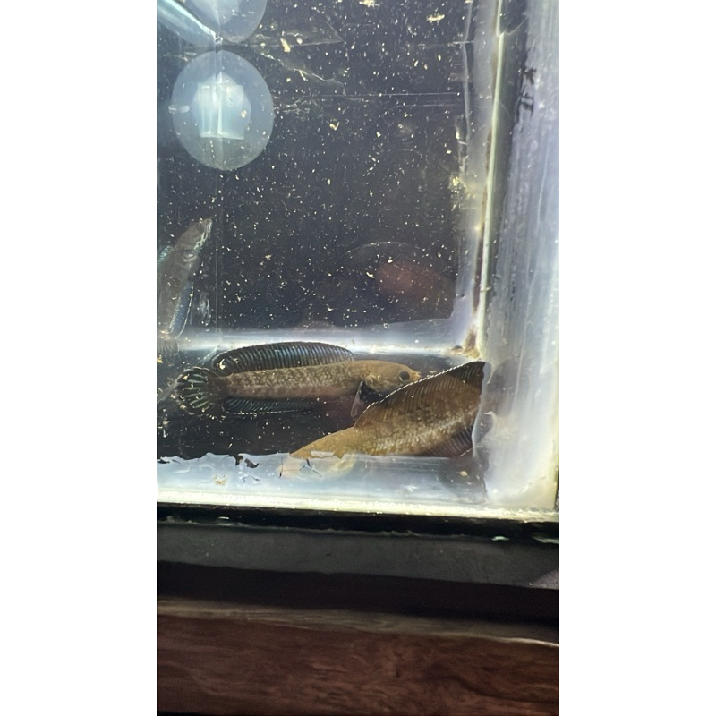 Channa Andrao Full Pelet Single Tank