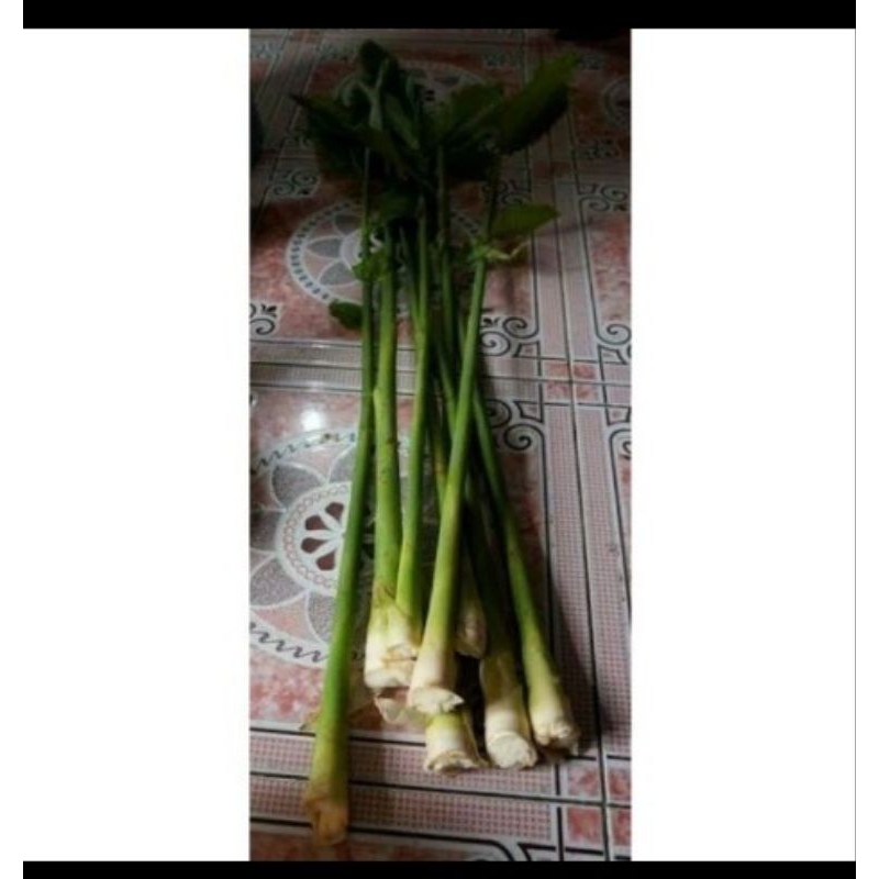 

Pohon Kecombrang 1kg Batang Honje Combrang