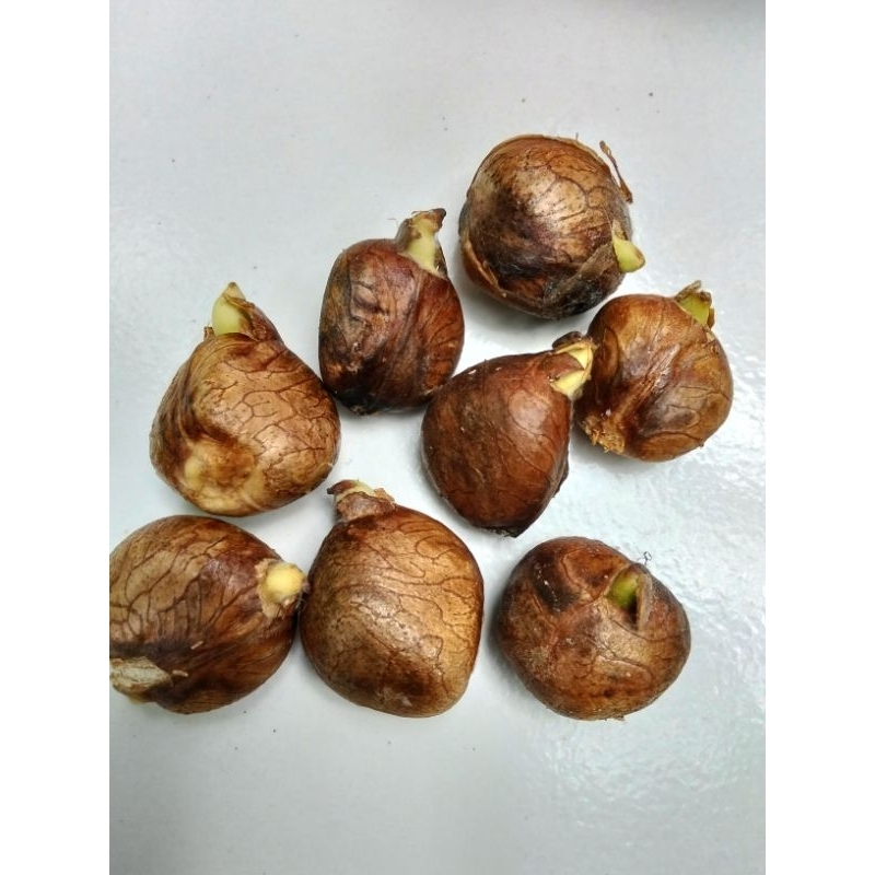 

biji kluwih / biji Kulur 1kg