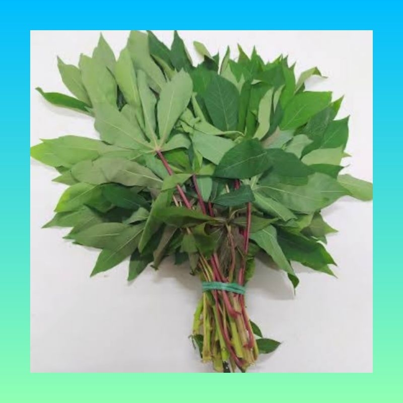 

Sayur Daun singkong | Daun singkong segar | Daun singkong per ikat | Daun singkong muda | Daun lalapan segar