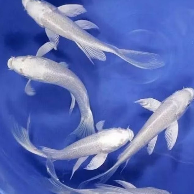 hiasan aquarium platinum kumpay free pakan