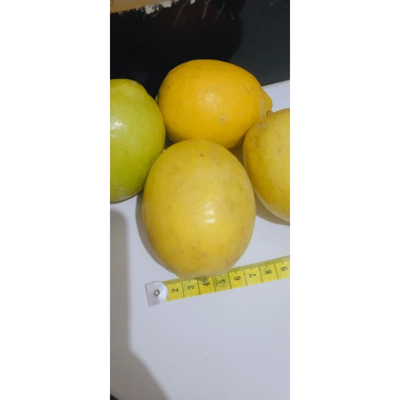 

jeruk buah sigles fres lokal 500 gram & 1 kg - lemon diet - petik dari kebun