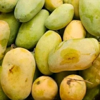 

Mangga jawa golek manis 1kg