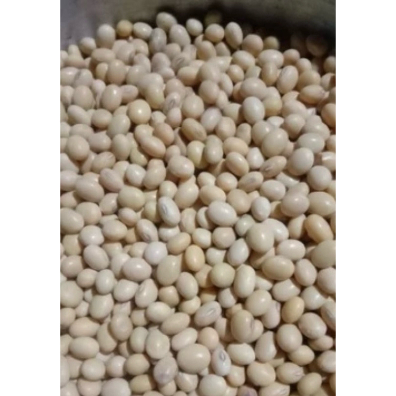 GROSIIR 1KG BENIH KACANG KEDELAI VARIETAS ANJASMORO