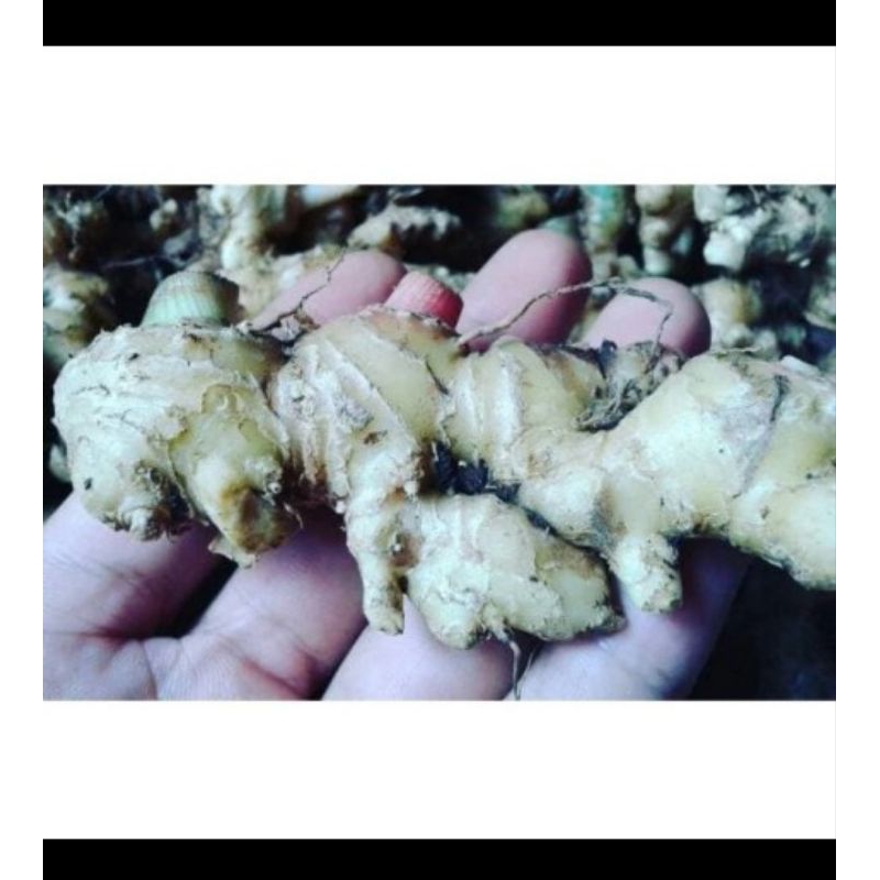 

Jahe Emprit Segar Bukan Jahe Gajah Merah bisa buat bibit