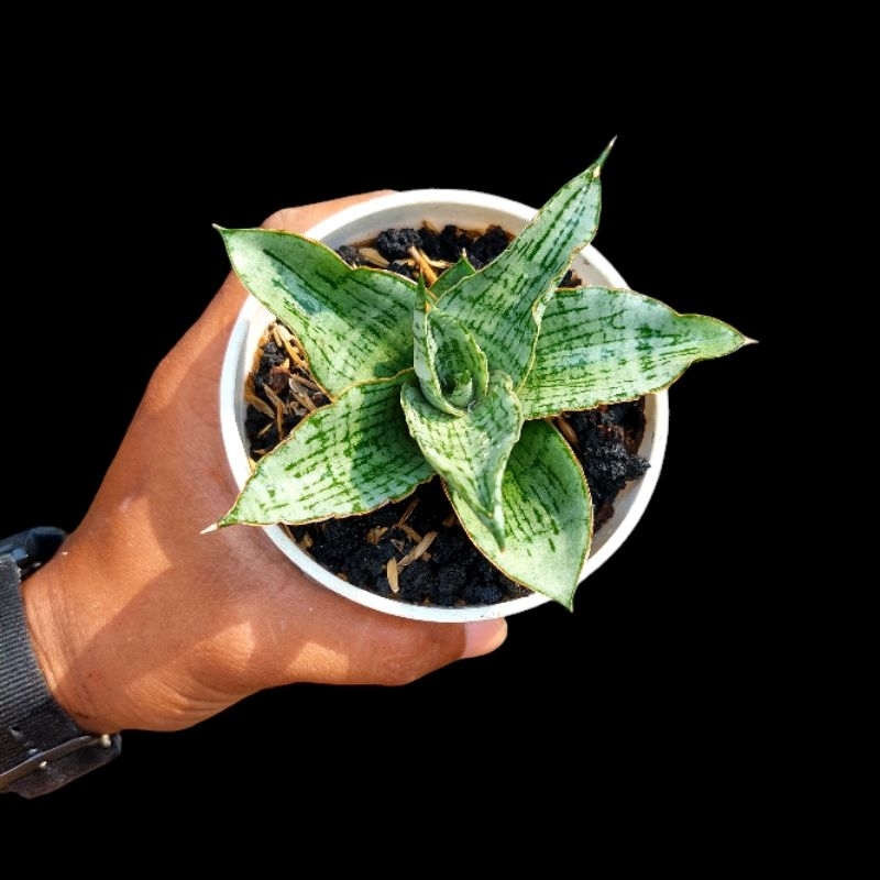 tanaman hias sanseviera HYBRID KAHYANGAN sansevieria sansevera sanseviera sensivera lidah mertua suk