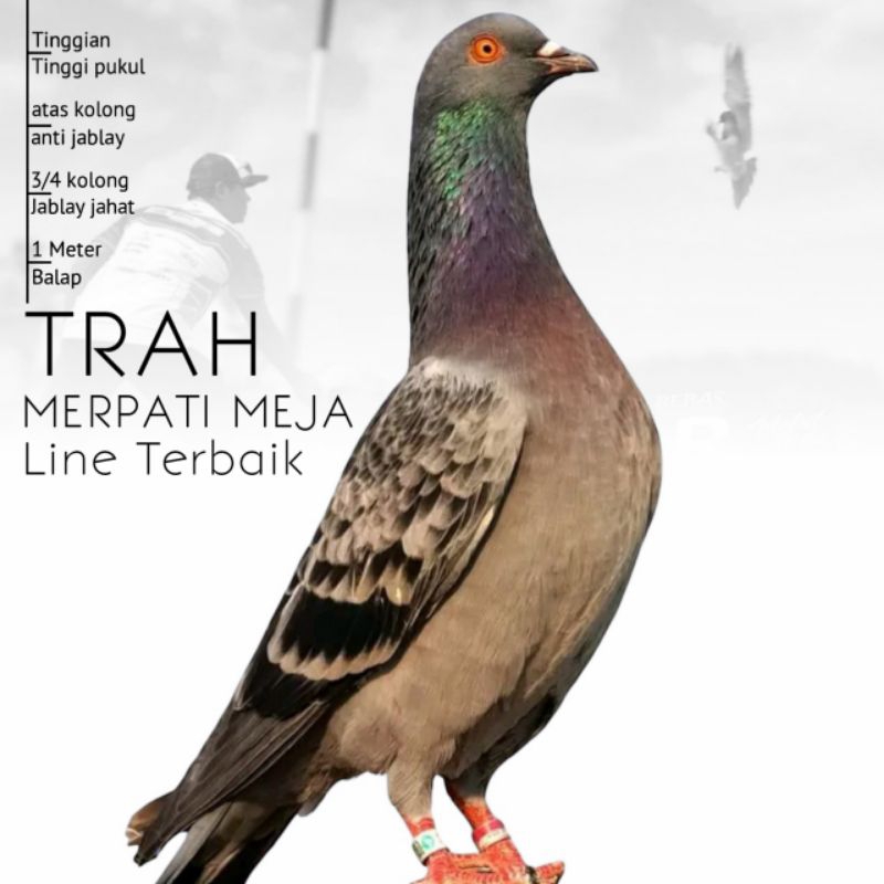 Merpati Kolong Meja trah line terbaik