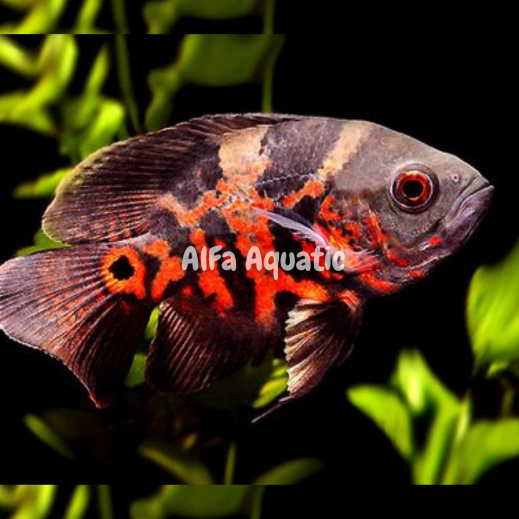 Oscar batik size 7-10cm isi 2 ekor