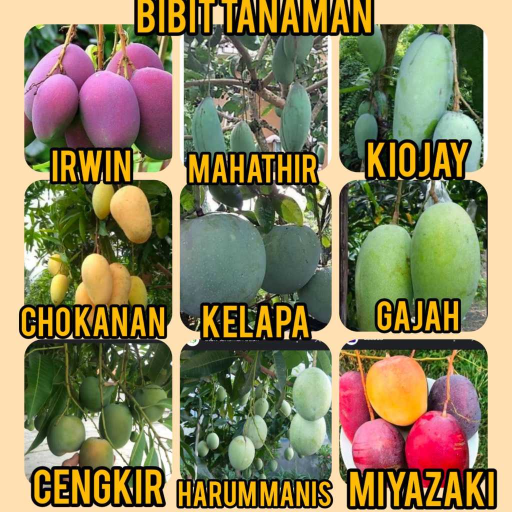 Bibit Mangga Macam jenis 1 Kilo muat 2 Bibit Mangga