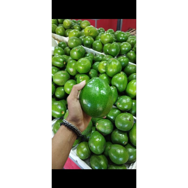 

Alpukat Mentega 900gr - 1000gr