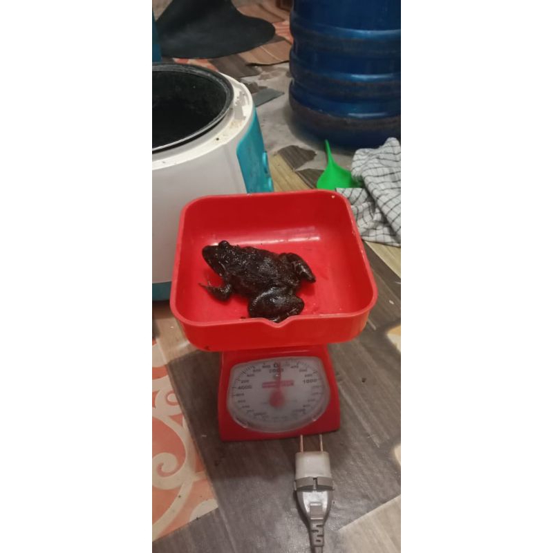 

kodok pakan ikan arwana