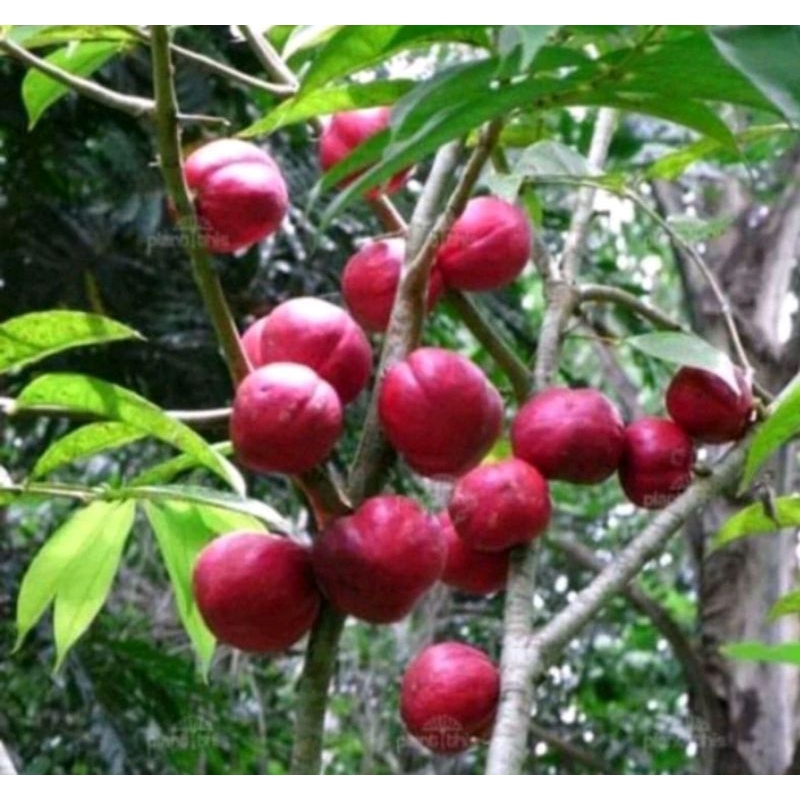 

promo buah mahkota dewa matang per pcs