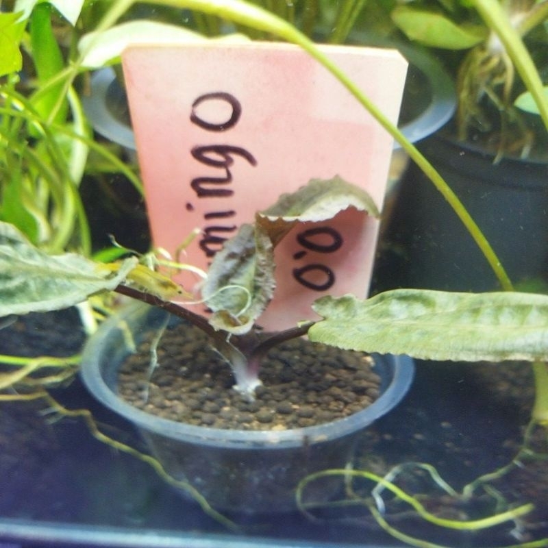 cryptocoryne flamingo oon / tanaman aquascape tanaman air