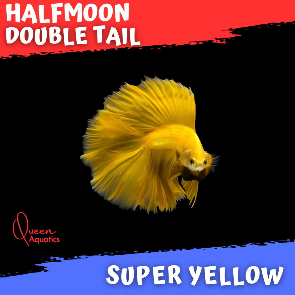 Ikan cupang halfmoon yellow banana double tail HMDT top quality