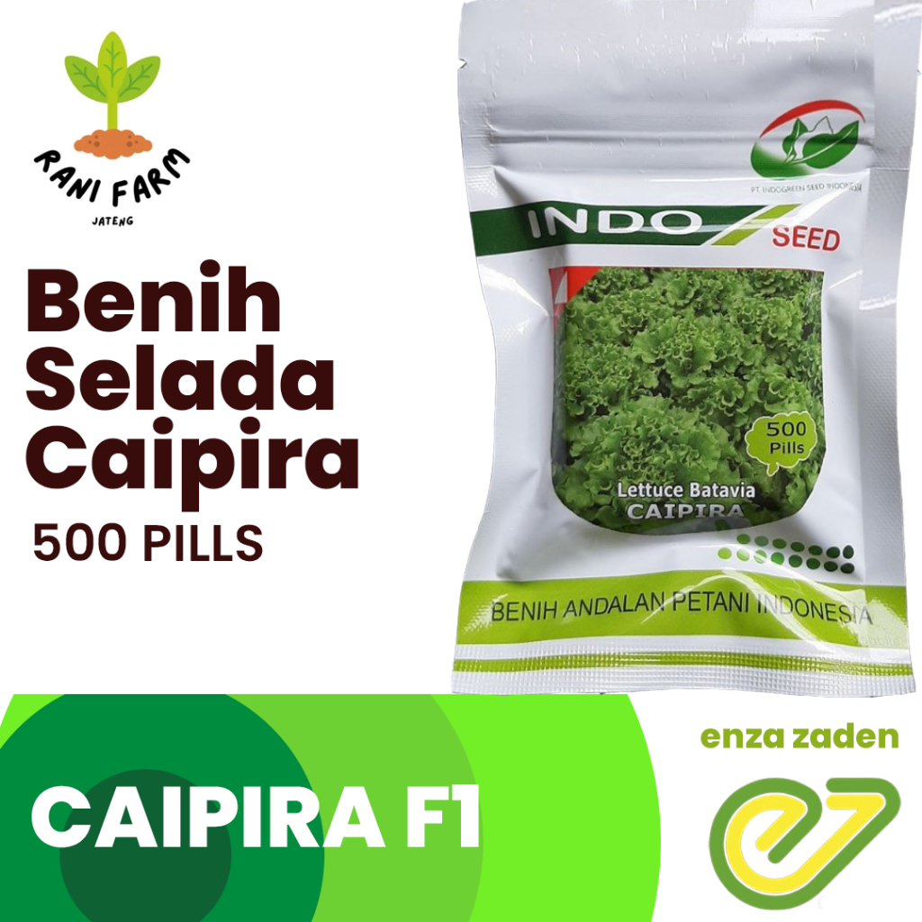 Benih Bibit Selada Caipira Pills 500 Pill Original Pabrik