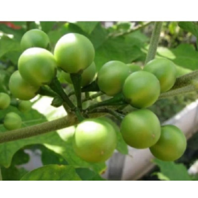 

Buah takokak 250gram/lalapan makan