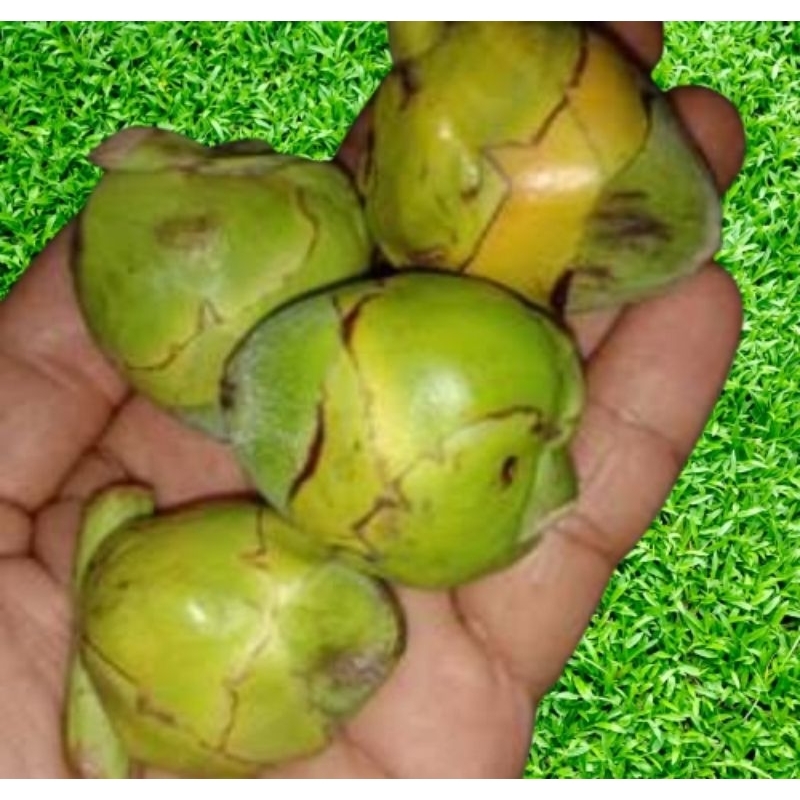 

bluluk kelapa muda segar 1 biji