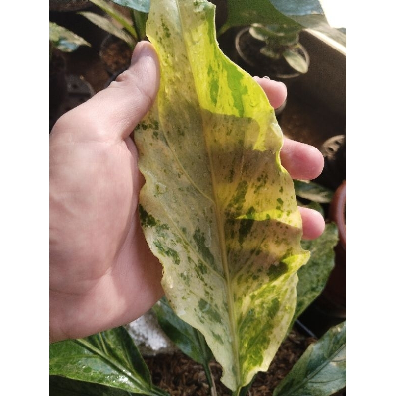 anthurium gelombang cinta varigata ( besar) roset