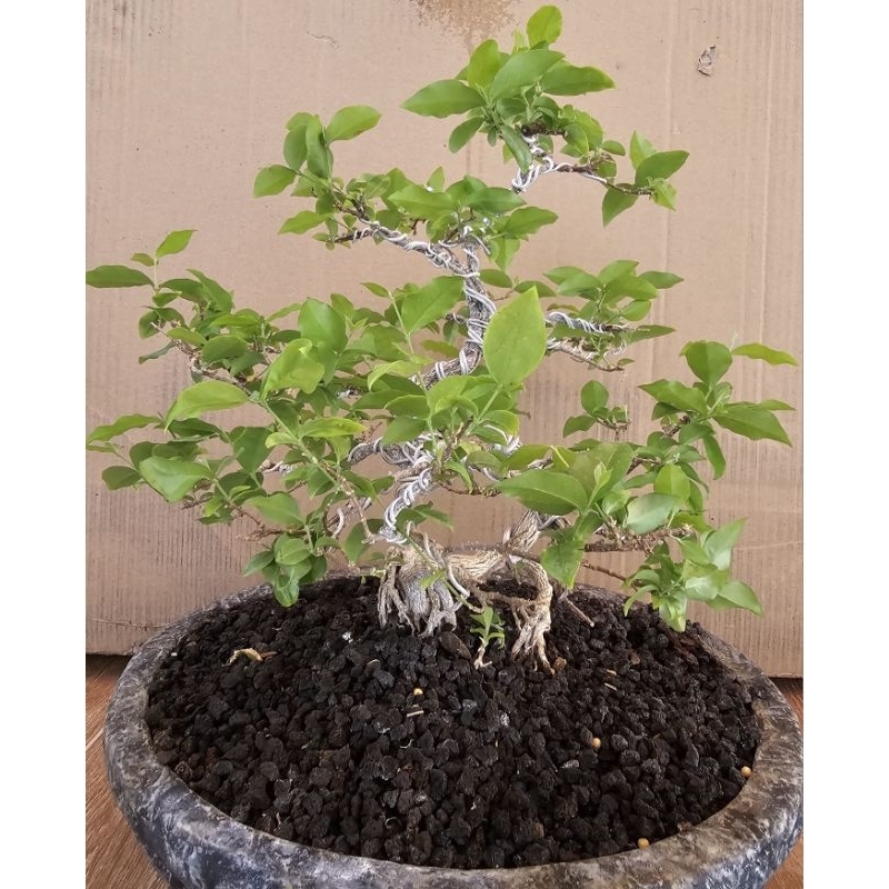 Bonsai Sakura Micro