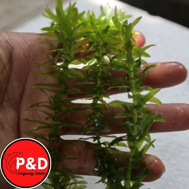 Tanaman Air Hydrilla | Egeria Densa | Tanaman Aquascape | Ganggang Air | Ganggang Hijau | Aquatic Pl