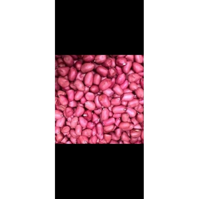 bibit kacang tanah merah 1 ons.kacang tanah merah