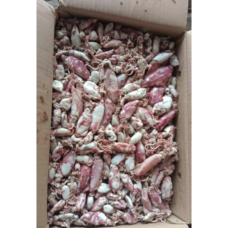 

Cumi asin 250gram 500gram 1kg