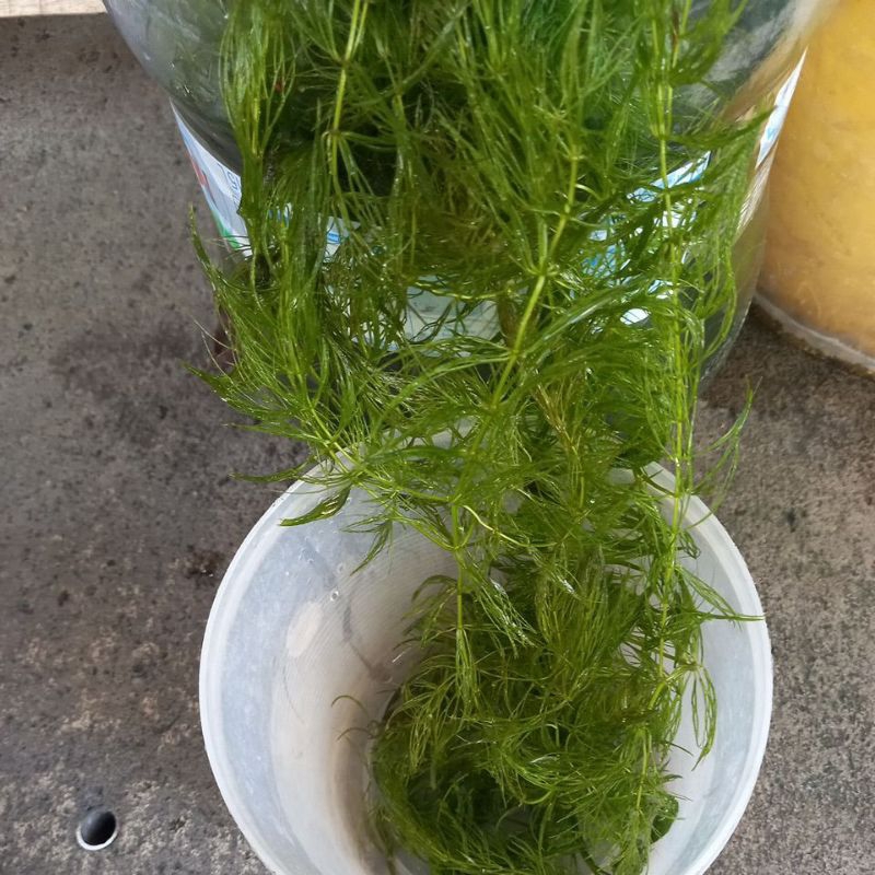 tanaman ekor tupai - ganggang