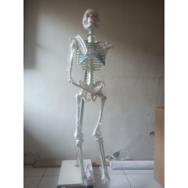 

model anatomi kerangka manusia besar