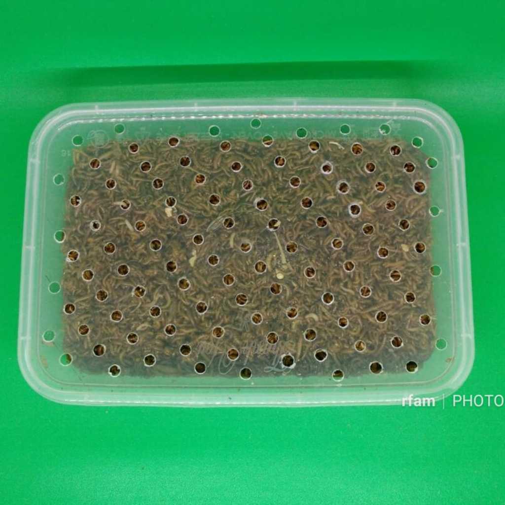 ULAT KANDANG HIDUP 100 GRAM PAKAN BURUNG IKAN PREDATOR REPTIL