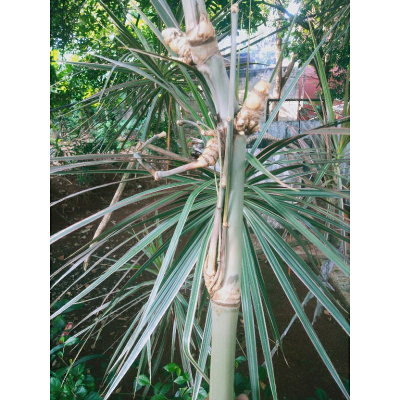 bambu petuk jalu batang utama