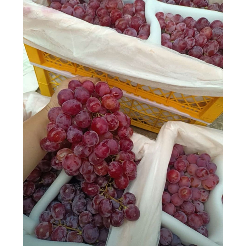 

GRAPE REDGLOBE / BUAH ANGGUR MANIS 500gr.