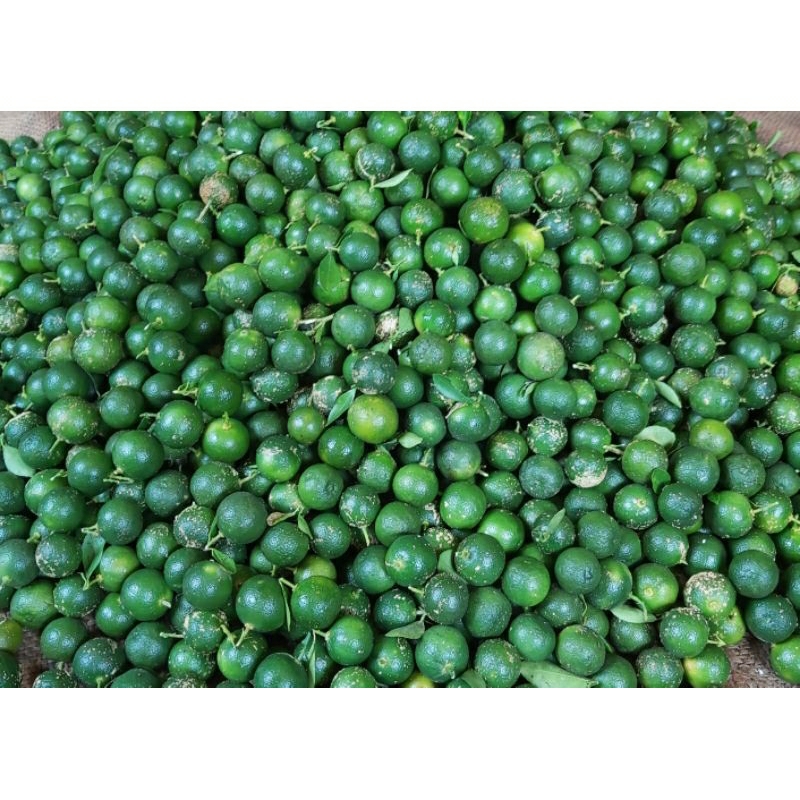 

jeruk kunci 1kg jeruk son kit / jeruk kasturi / jeruk sambal