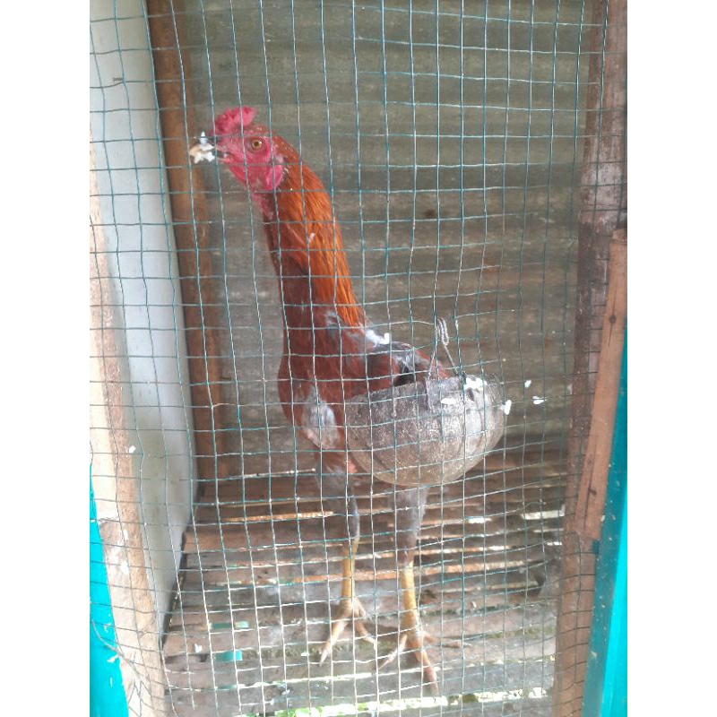 AYAM KAMPUNG ASLI JAGO BESAR