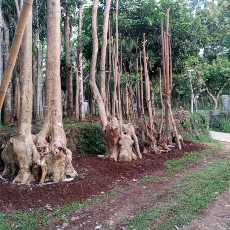 POHON PULE PUTIH / POHON PULE GRUPING