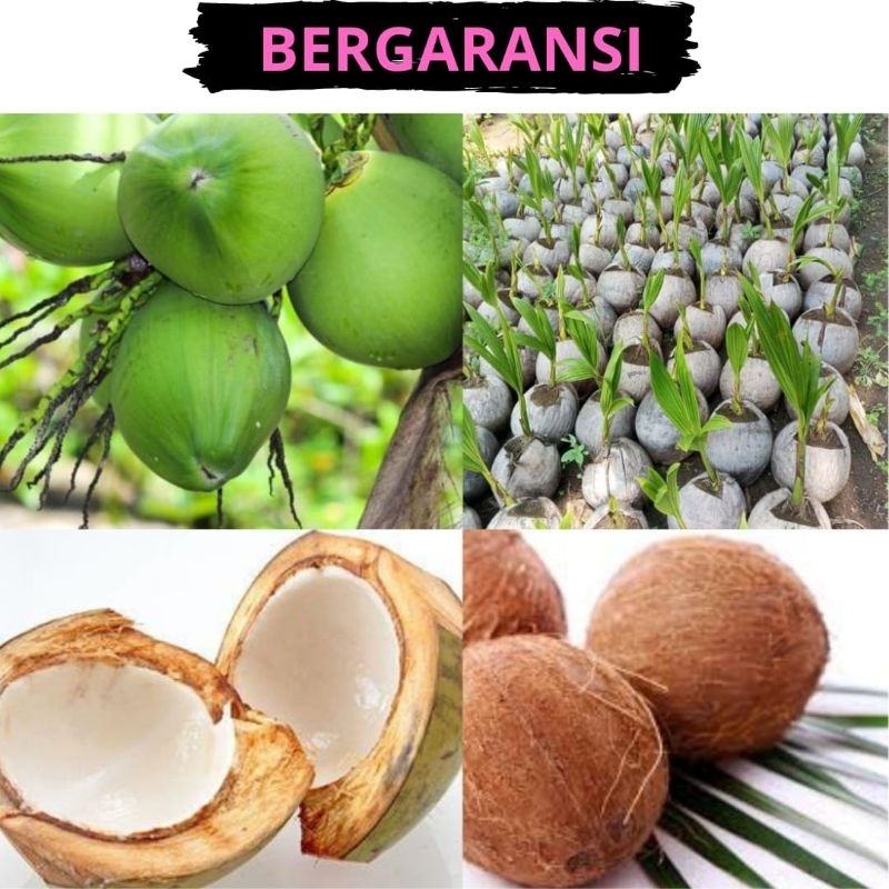 Kelapa Ijo Asli, Kelapa Ijo Muda, Kelapa Ijo isi 5 bibit kelapa