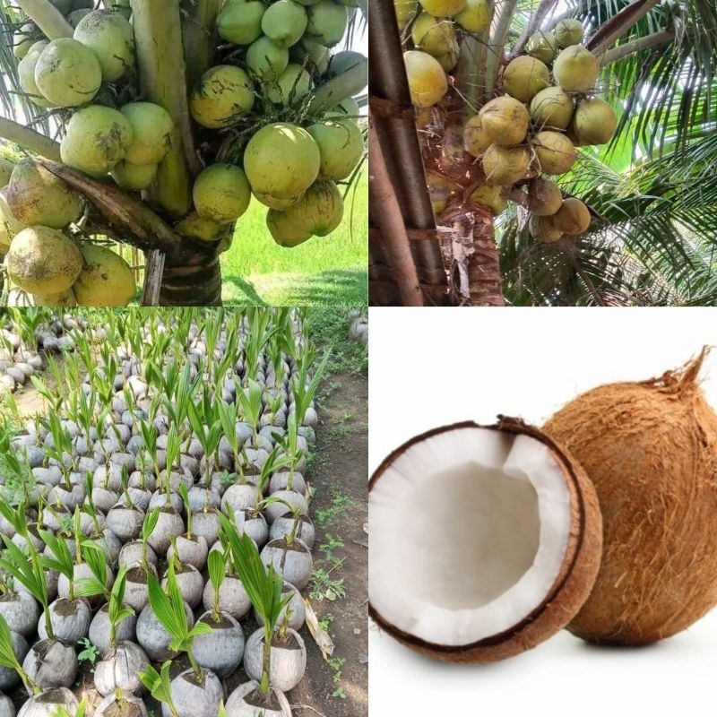 PROMO Bibit Kelapa Hijau Hibrida Jumbo