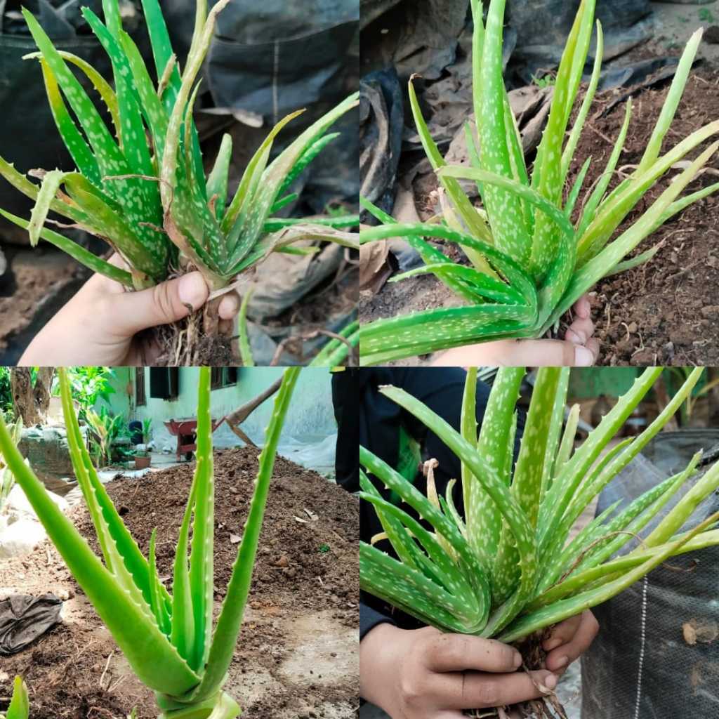 LIDAH BUAYA ASLI 100%,Lidah buaya jumbo,Lidah buaya asli pohon