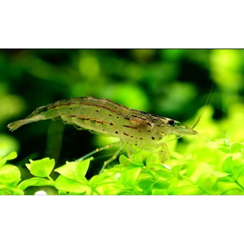 Amano Shrimp/Pembersih alga Aquascape