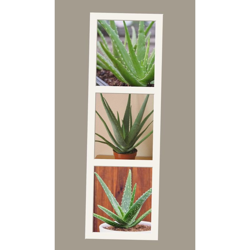 Lidah buaya kecil, Anakan lidah buaya, Lidah buaya mini