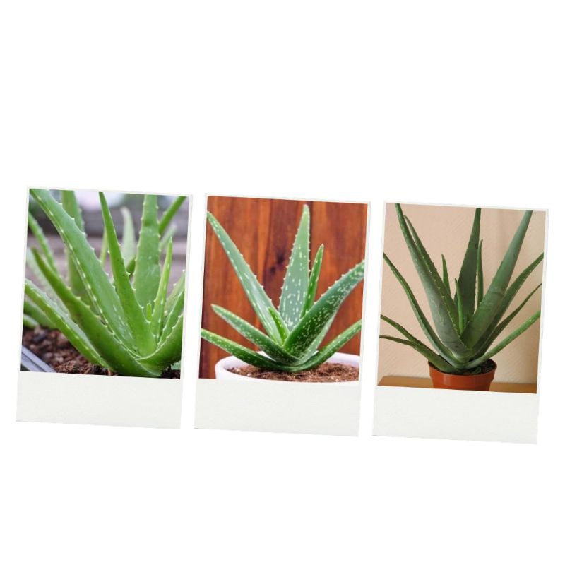 

LANGSUNG PETANI! LIDAH BUAYA ASLI 100%