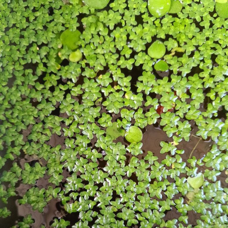Tanaman Mata Lele, Amazon Frogbit, Tanaman Air, Aquarium, Aquascape