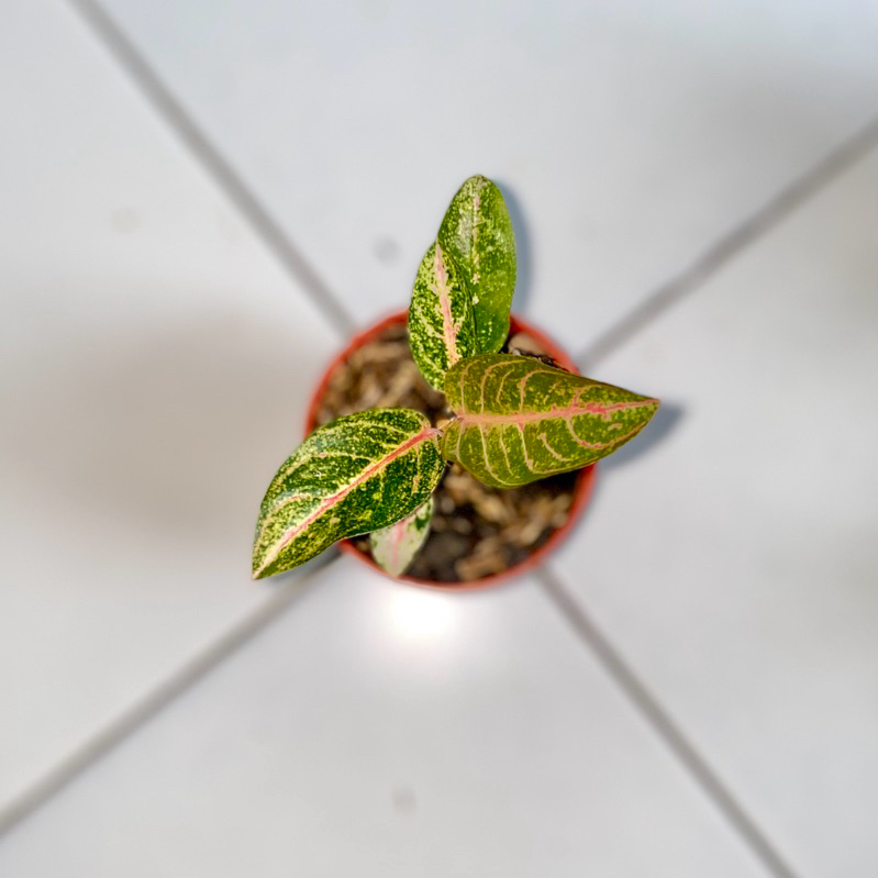 Aglaonema Kendedes