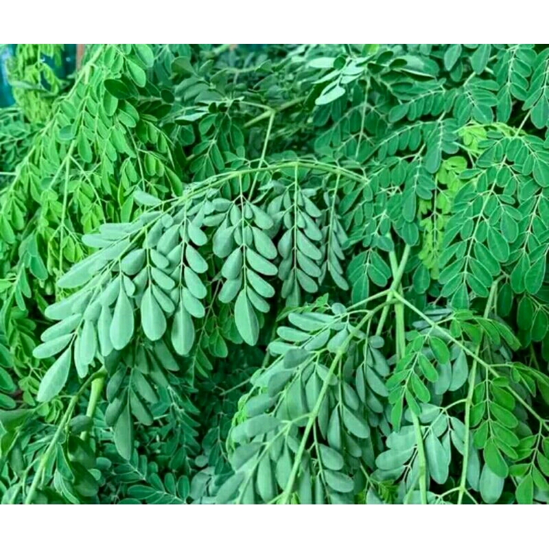 

Daun kelor segar langsung dari pohon