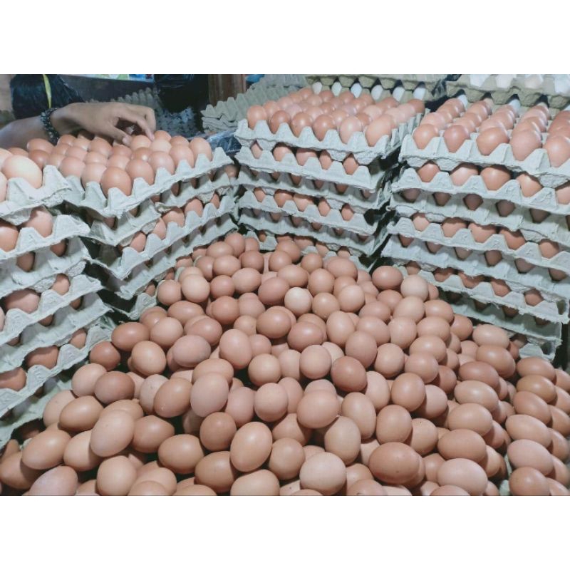 

telur ayam negeri fresh 1kg